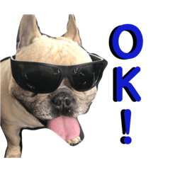 [LINEスタンプ] ウチのフレンチブルドッグ