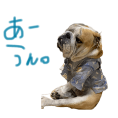 [LINEスタンプ] ブルドックの気持ち①