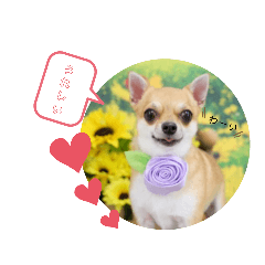 [LINEスタンプ] チワワのココ太