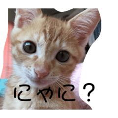 [LINEスタンプ] ニャンだこら！ワンだこら！