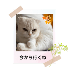 [LINEスタンプ] のんたんゆずたんのあたんまろたん