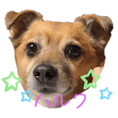 [LINEスタンプ] チワジャックのハルク
