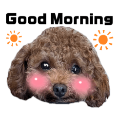 [LINEスタンプ] トイプードルのTimmy君