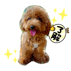[LINEスタンプ] トイプードルの兄弟.pu.lo