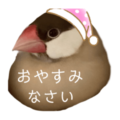 [LINEスタンプ] シナモン文鳥さん