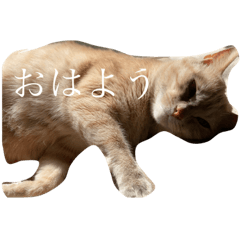 [LINEスタンプ] うちのニャンコーズ