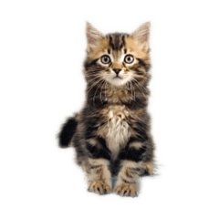 [LINEスタンプ] サイベリアンの諭吉と申します♡