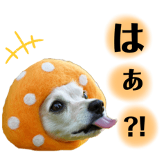 [LINEスタンプ] ミミノコ。の画像（メイン）