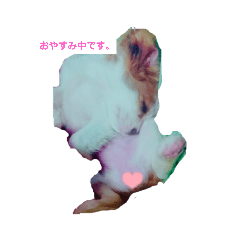 [LINEスタンプ] キャバリアパキラちゃん