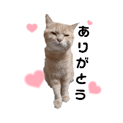 [LINEスタンプ] こてっちゃんシリーズ