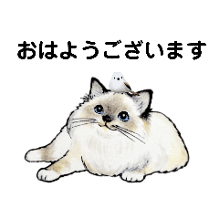 [LINEスタンプ] greeting of cat 2