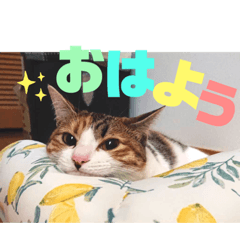 [LINEスタンプ] リコにゃんスタンプ