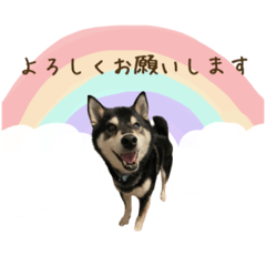 [LINEスタンプ] 黒柴陸のhappyスタンプ