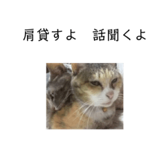 [LINEスタンプ] 姉妹猫スタンプ