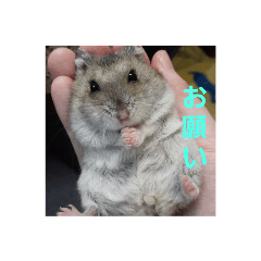 [LINEスタンプ] I Loveハムスター