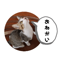 [LINEスタンプ] ねこ大好き〜お散歩編