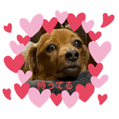[LINEスタンプ] ♡ダックスとビーグル♡