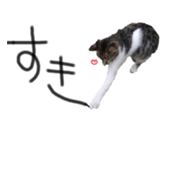 [LINEスタンプ] 遊びにきたこねこ