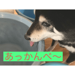 [LINEスタンプ] 野球大好きラッキー君