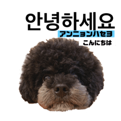 [LINEスタンプ] 黒わんこバビくん  韓国語ver2
