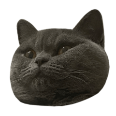 [LINEスタンプ] ねこのこはくちゃん②