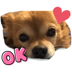 [LINEスタンプ] 我が家の愛犬クッキースタンプ