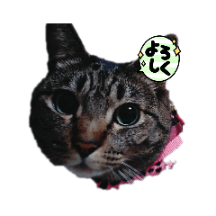 [LINEスタンプ] まろちゃん ☆