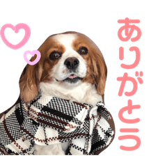 [LINEスタンプ] キャバリアのむぎとつき