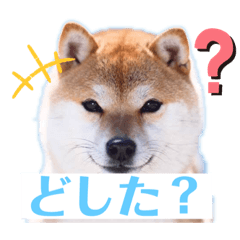 [LINEスタンプ] 柴犬物語