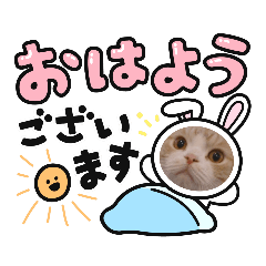 [LINEスタンプ] DICEのかわいい猫たち①