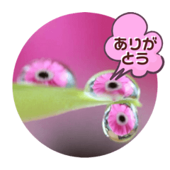 [LINEスタンプ] 癒しの写真で優しい言葉のスタンプです