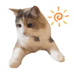 [LINEスタンプ] 愛猫シエルNo.9