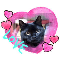 [LINEスタンプ] わが家のアイドル黒猫くうちゃん