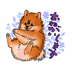 [LINEスタンプ] ポメラニアンのあられちゃん