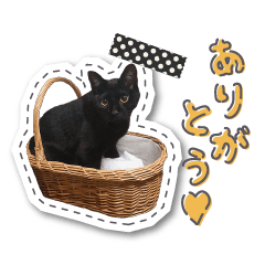 [LINEスタンプ] 黒猫こんぶの日常会話スタンプ【sn】の画像（メイン）
