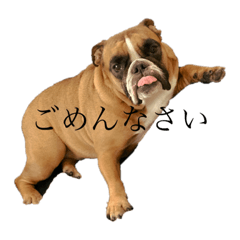 [LINEスタンプ] 使える小野塚BOB