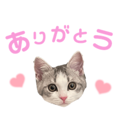 [LINEスタンプ] ポポム〜