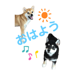 [LINEスタンプ] 赤柴おとと黒柴あむの画像（メイン）