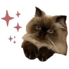 [LINEスタンプ] 猫(ヒマラヤン＆ペルシャ)