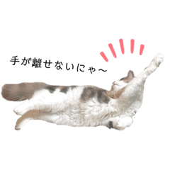 [LINEスタンプ] 愛猫シエルNo.10