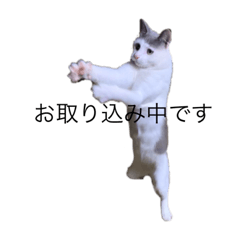 [LINEスタンプ] ねこ  ねこ  ねこ