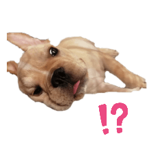 [LINEスタンプ] フレンチブルドッグのブルくん