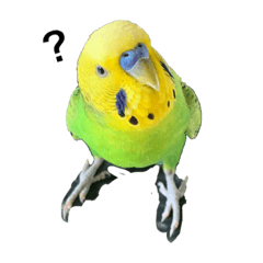 [LINEスタンプ] ぱぴこの独り言