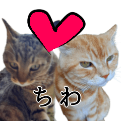 [LINEスタンプ] 【ねこ写真】仲良しアメショとキジトラ