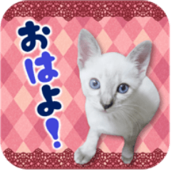 [LINEスタンプ] ポインテッドの子猫ちゃん