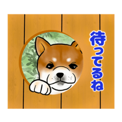 [LINEスタンプ] しば犬ですけど。