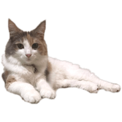 [LINEスタンプ] 愛猫シエルNo.10（シンプル）
