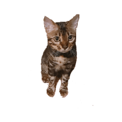 [LINEスタンプ] ベンガル④
