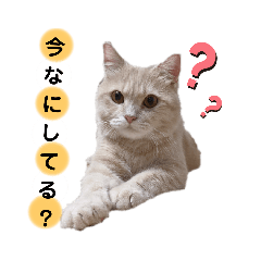 [LINEスタンプ] ここてつちゃろ 時々さいちゃん