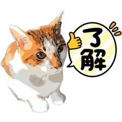 [LINEスタンプ] うちの猫ネコ